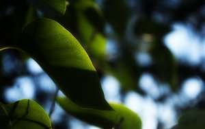 神经网络